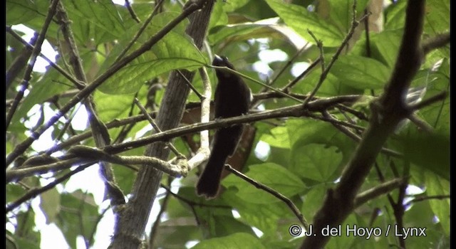 Flame-crested Tanager (Flame-crested) - ML201196961