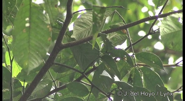 Orange-bellied Antwren - ML201196981