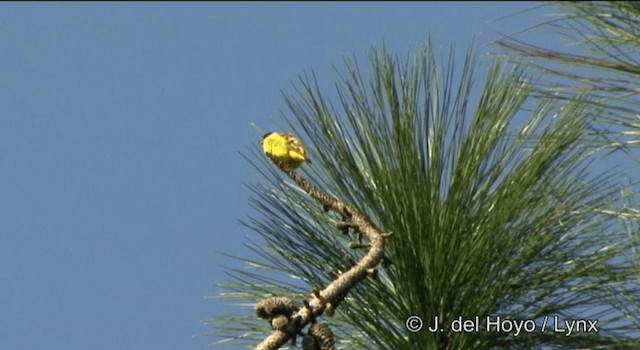 Yellow-faced Siskin - ML201197001