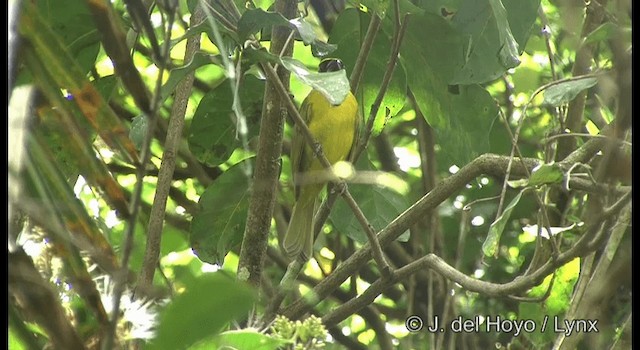 Yellow-green Grosbeak - ML201197031