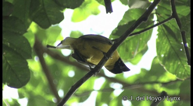 Yellow-green Grosbeak - ML201197041