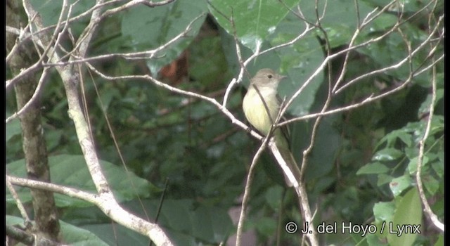 Lesser Elaenia - ML201197051