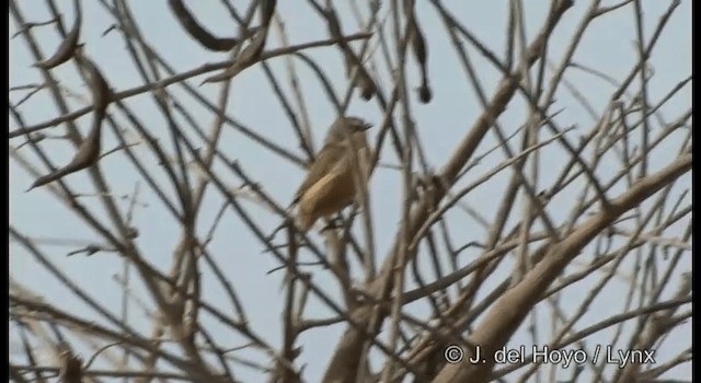 Long-tailed Reed Finch - ML201197091