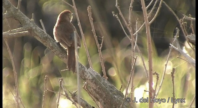 Freckle-breasted Thornbird - ML201197121