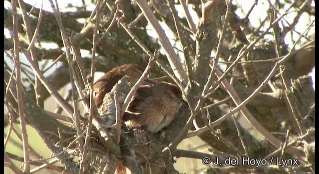 Freckle-breasted Thornbird - ML201197131