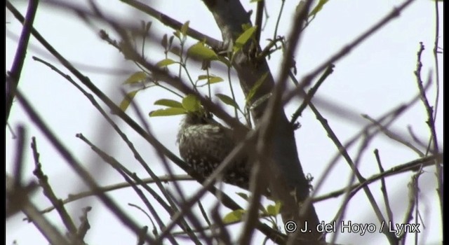 Checkered Woodpecker - ML201197141