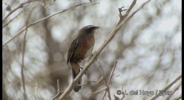 Black-and-rufous Warbling Finch - ML201197161