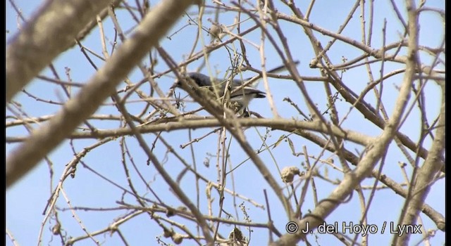 Masked Gnatcatcher - ML201197171