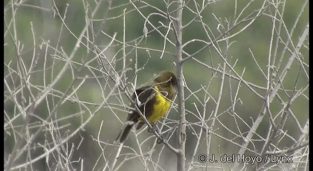 Tordo Pechiamarillo - ML201197191