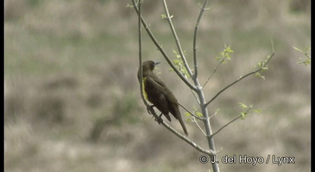 Tordo Pechiamarillo - ML201197201