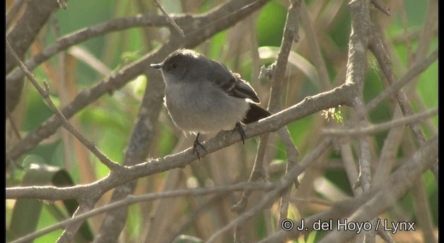 Sooty Tyrannulet - ML201197211