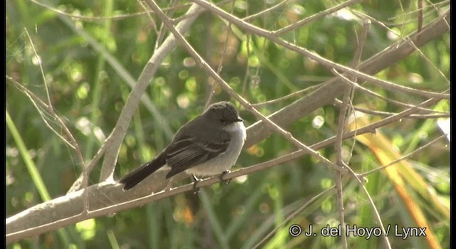 Sooty Tyrannulet - ML201197221