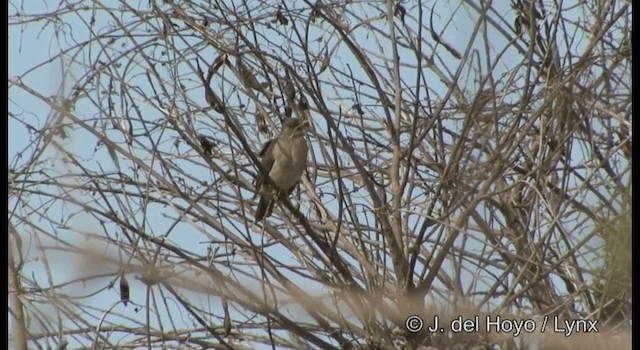 Zorzal Chalchalero - ML201197231