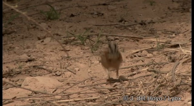 Rufous-collared Sparrow (Rufous-collared) - ML201197241