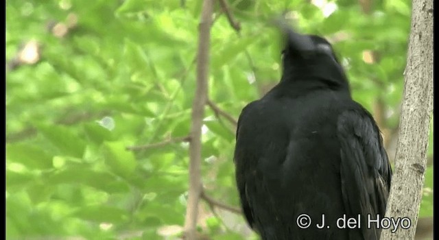 Large-billed Crow (Eastern) - ML201197261