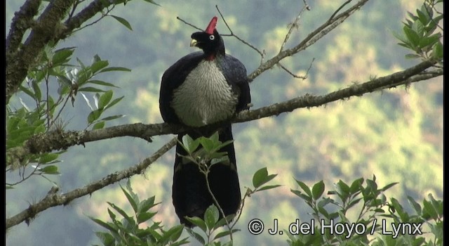 Horned Guan - ML201197291