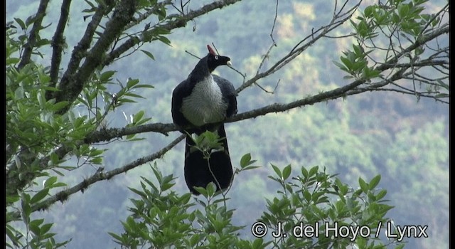 Horned Guan - ML201197301