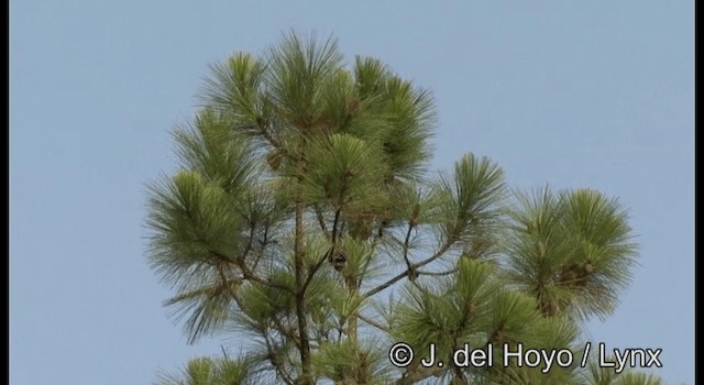 kolibřík azurovotemenný (ssp. cyanocephala) - ML201197401