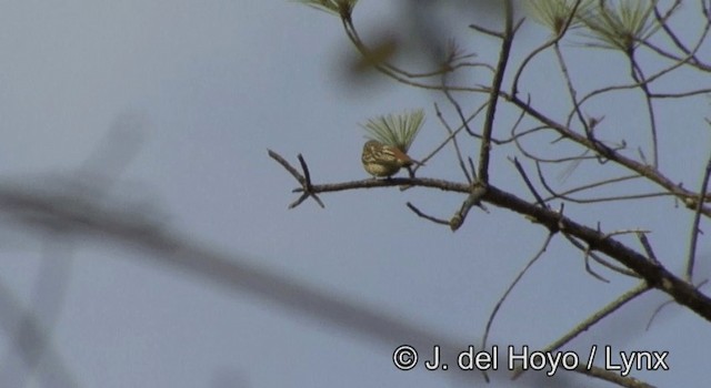 Sulphur-bellied Flycatcher - ML201197441