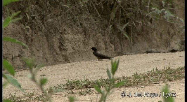 Black-capped Swallow - ML201197451