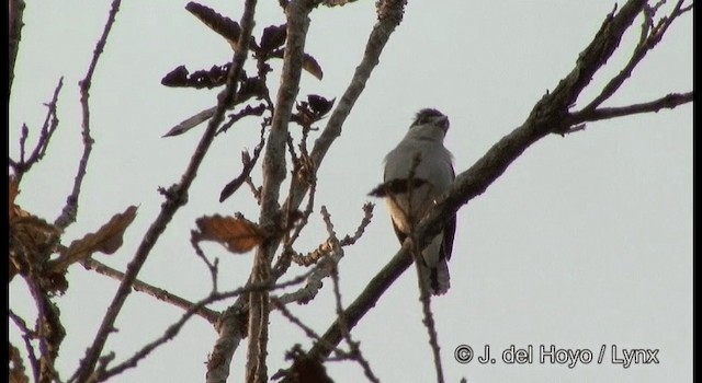 Gray-collared Becard (Eastern) - ML201197481