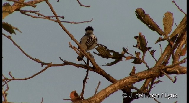 Gray-collared Becard (Eastern) - ML201197491