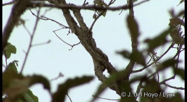 Golden-olive Woodpecker (Golden-olive) - ML201197511