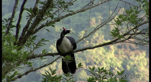 Horned Guan - ML201197521