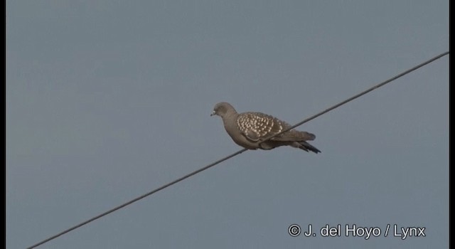 Spot-winged Pigeon (maculosa) - ML201197561