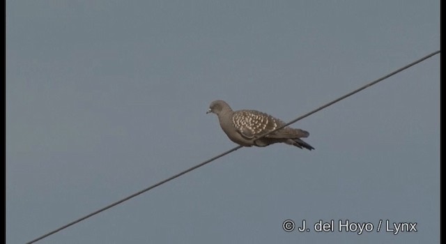 holub skvrnokřídlý (ssp. maculosa) - ML201197561