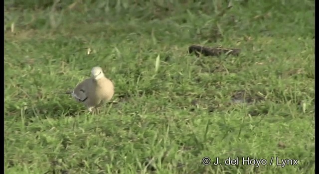 Picui Ground Dove - ML201197571