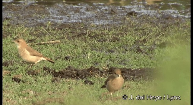 Rufous Hornero - ML201197611