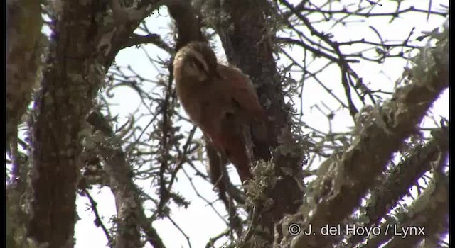 Narrow-billed Woodcreeper - ML201197621