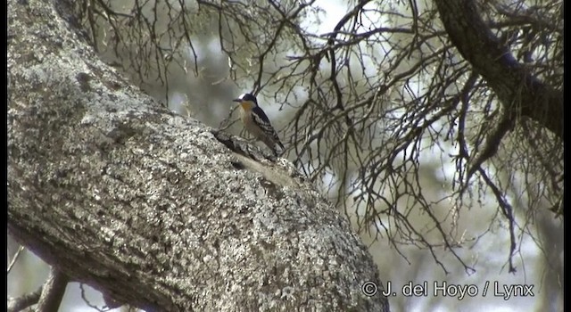 White-fronted Woodpecker - ML201197651