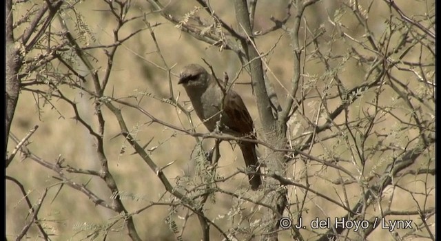 Grayish Baywing - ML201197671