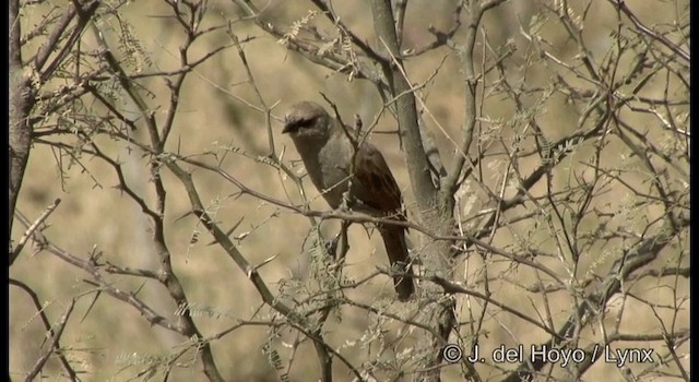 Grayish Baywing - ML201197671