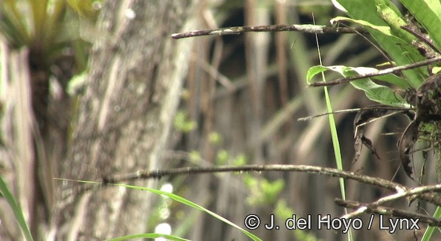 Gobemoustique canari - ML201197721