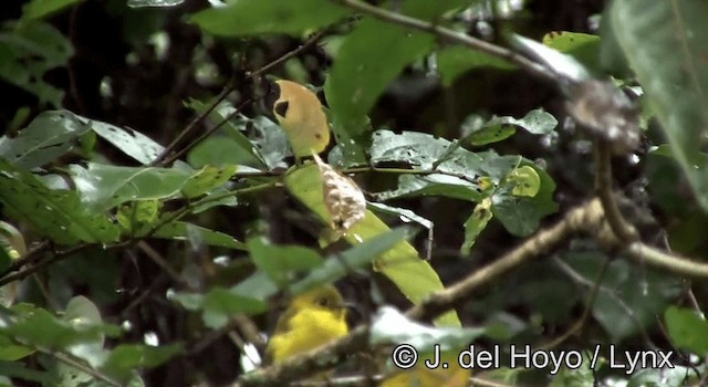 Gobemoustique canari - ML201197731