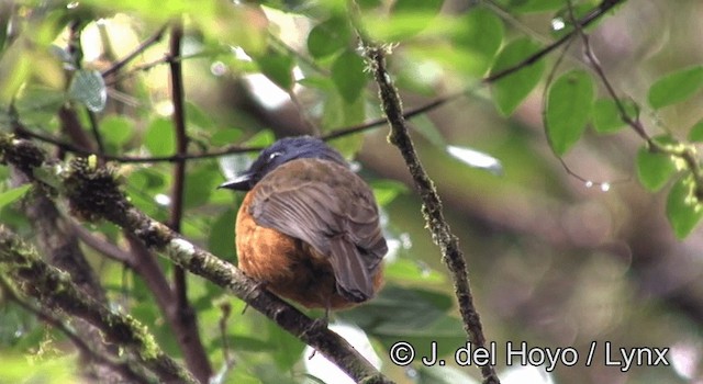 Blue-fronted Flycatcher - ML201197741