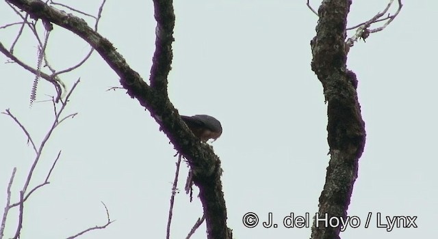 Oriental Hobby - ML201197801