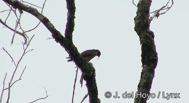 Oriental Hobby - ML201197811