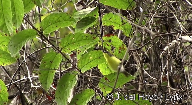 Golden-bellied Gerygone - ML201197821