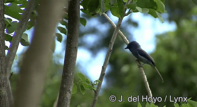 Pale-blue Monarch - ML201197831