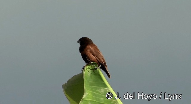 Chestnut Munia (Chestnut) - ML201197851