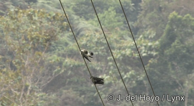 Golondrina Patiblanca - ML201197991