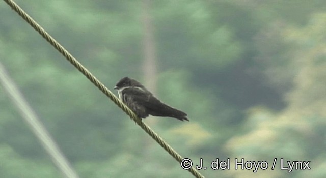 Golondrina Patiblanca - ML201198001