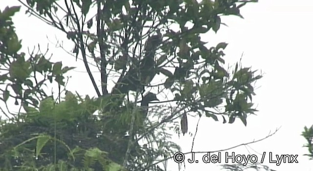 Colombian Chachalaca - ML201198011