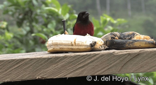 Crimson-backed Tanager - ML201198021