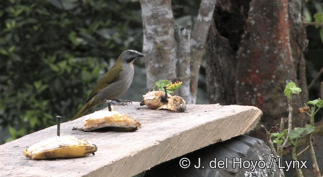 Buff-throated Saltator - ML201198071