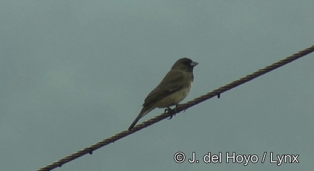 Yellow-bellied Seedeater - ML201198091